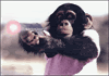 th_gangsta-monkey.gif